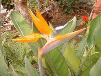Baldwin'S Guest House Cozumel Esterno foto